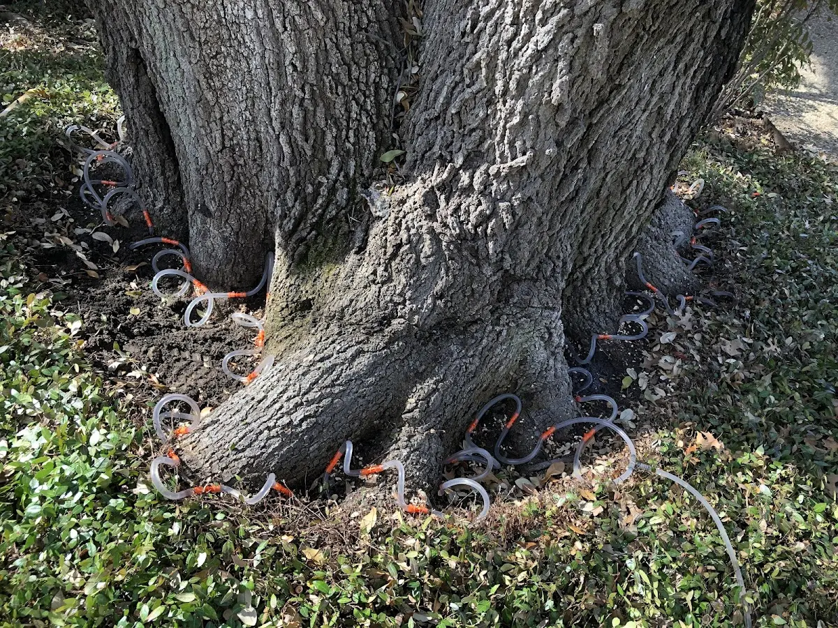 Detailed Tree Cabling and Bracing job site in Mountainhome