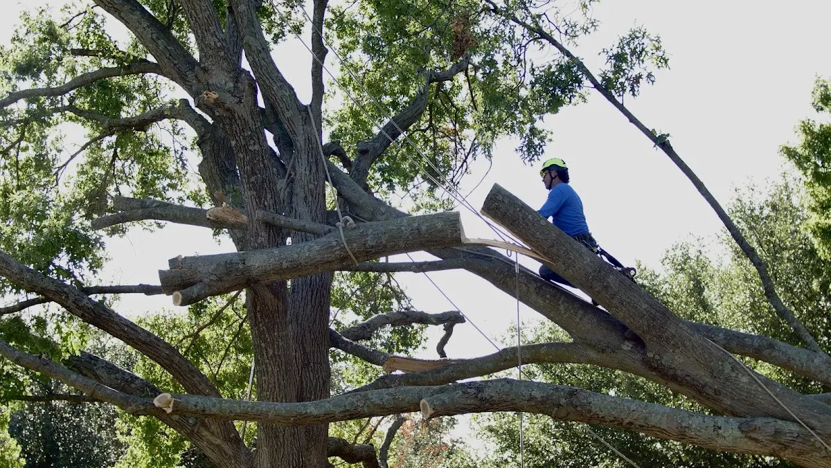 Professional Crown Thinning performed by certified arborists in Mountainhome