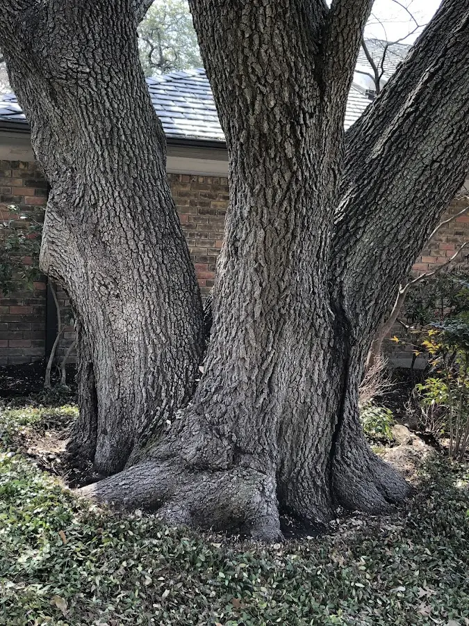 Mature heritage tree close to a Mountainhome property cared for by certified arborists